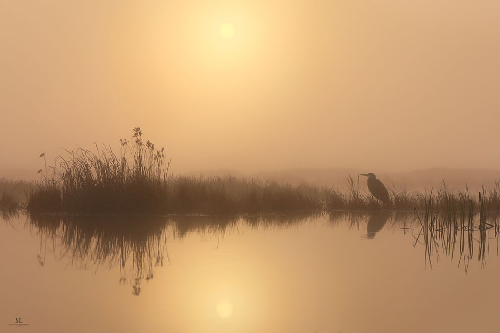 Miniature : Tirage 'Une silhouette dans la brume'