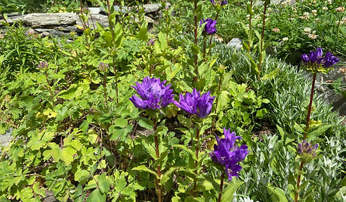 Blumen.jpeg