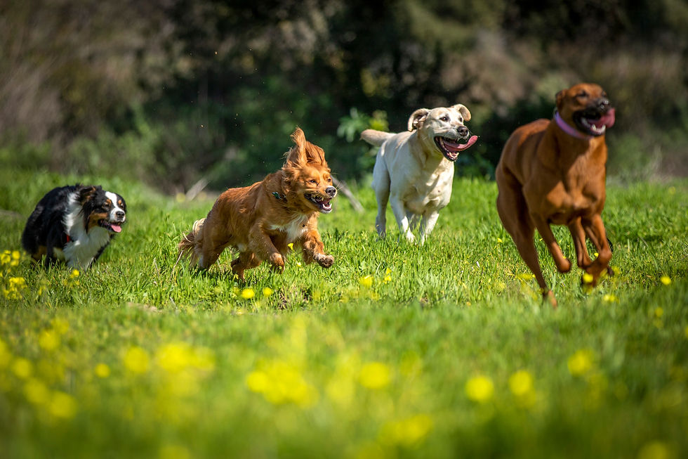 shutterstock_1710335407.jpg