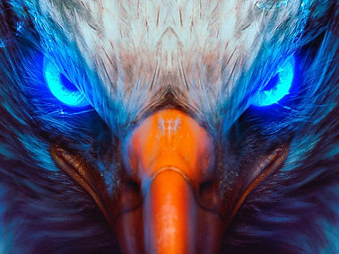 eagle-eye-dk.jpg