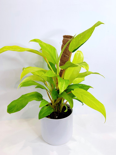 floating plant pot rotating floating planter