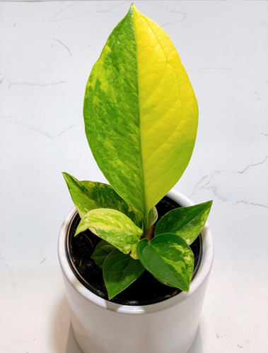 Anthurium Jenmanii Variegated | Plant The Jungle