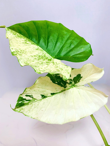 Alocasia gageana Albo Variegata (Grower's Choice) | Plant The Jungle