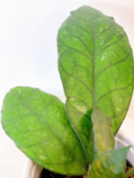 Hoya finlaysonii "Nova"