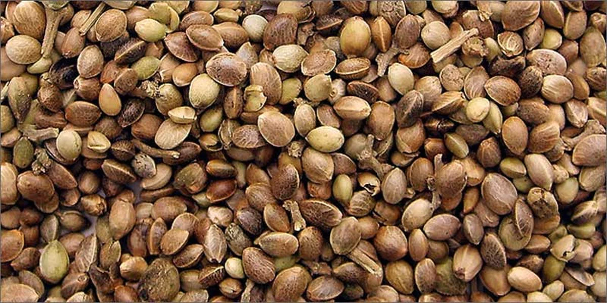 Hemp seed photo.webp