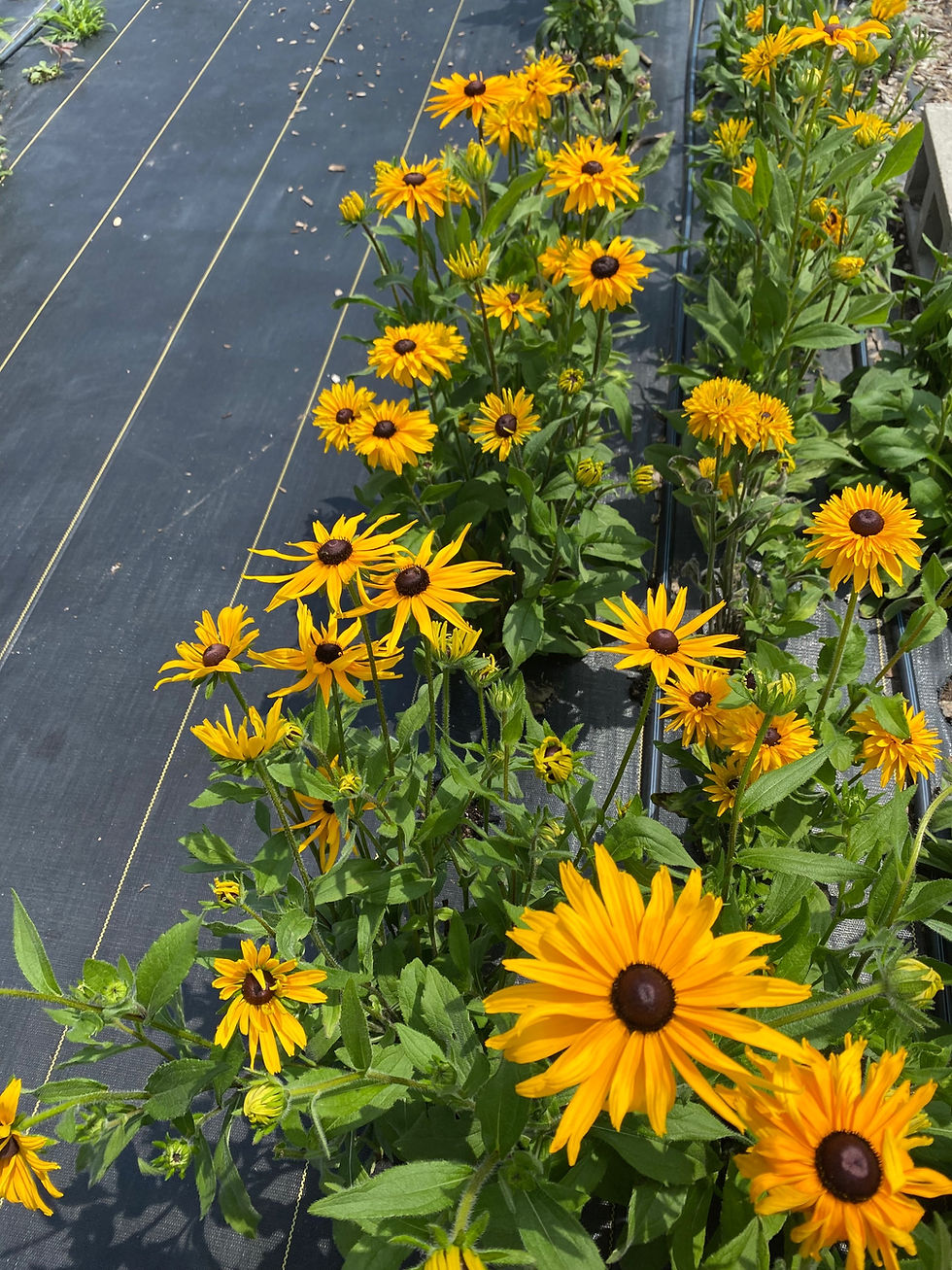 Thumbnail: Buckets of Blooms
