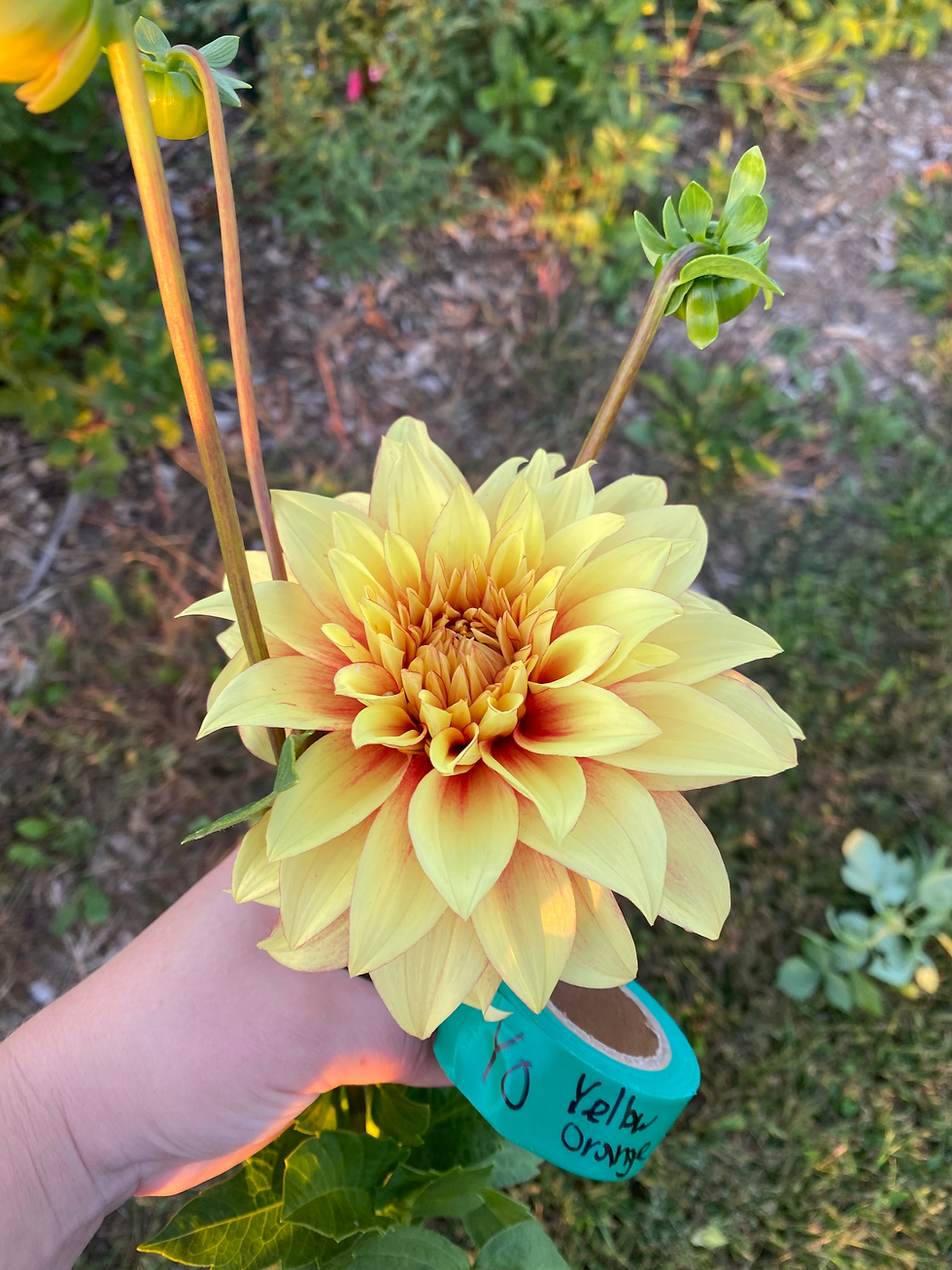 Thumbnail: Yellow-red/orange dahlia 