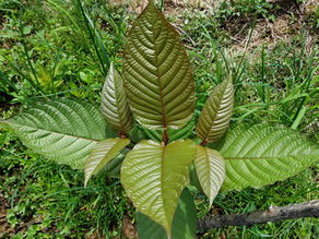 Kratom Strain Guide