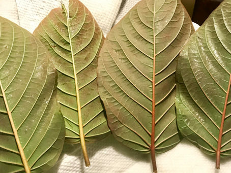 What Kratom Strain is Best for Me?