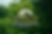 logo tree wide.png