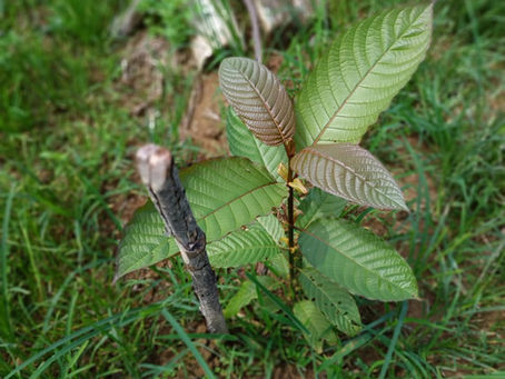 What is Kratom