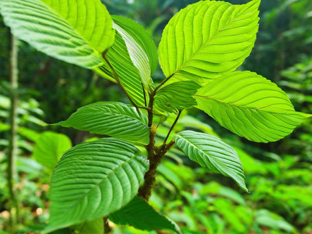 Why Choose a Small Batch Kratom Vendor for Your Wellness Journey
