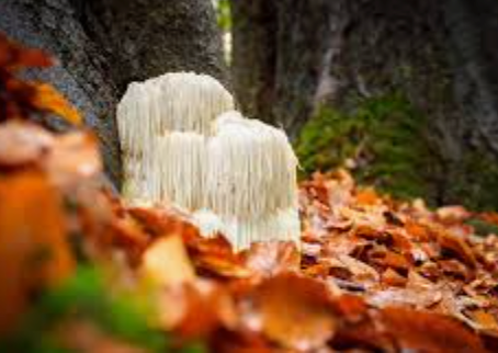 Nootropics and Kratom - Strains for Energy and Focus