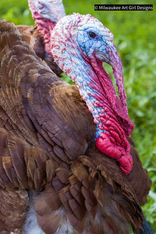 Colorful Turkey.JPEG