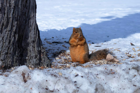 Diag Squirrel