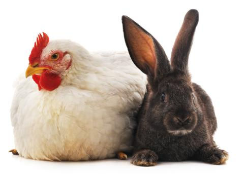 chickenrabbit.jpeg
