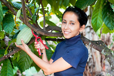 Image of a female farmer in Ecuador cutting a cacao pod off of a tree