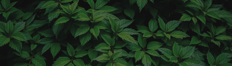 lush green foliage with upper and lower gradient to black_edited_edited.jpg