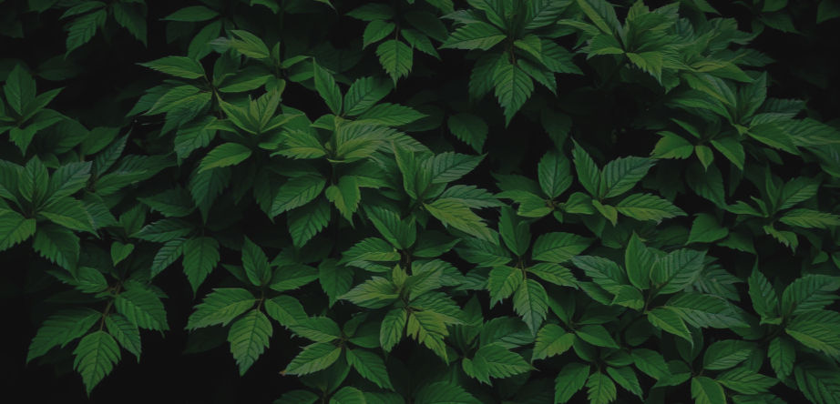lush green foliage with upper and lower gradient to black_edited_edited.jpg