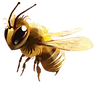 abeja_edited.png
