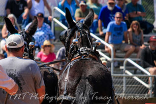 Mule Day - Columbia Tennessee