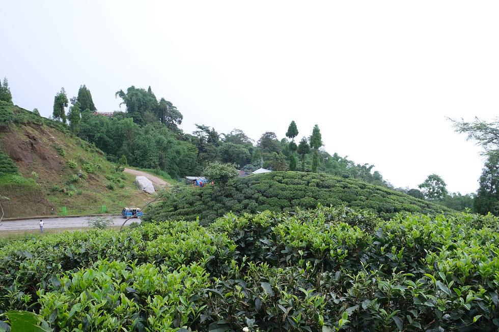 Thumbnail: Himalaya Golden Tea, from Master Saras Subbha, Ilam, Nepal.