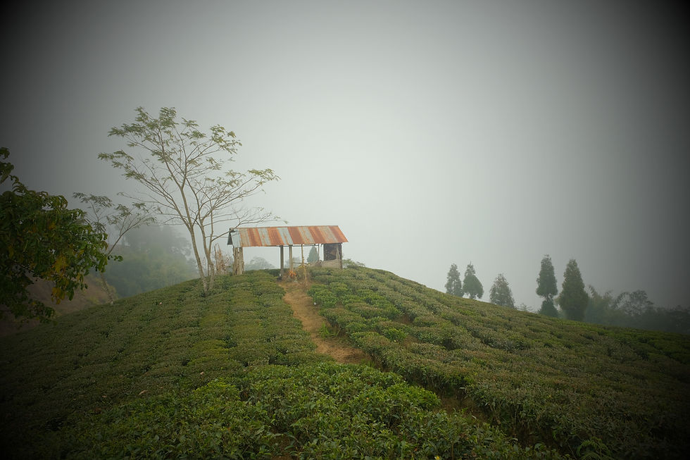 Thumbnail: Special Sample Box with all our 23 tea types!