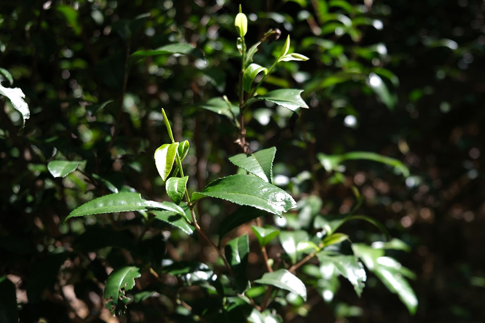 Thumbnail: Xiao Yan Village Wild Red Tea from Youxi, Fujian Province.