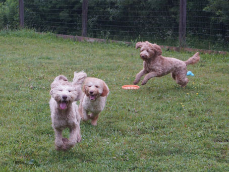 Morning Romp