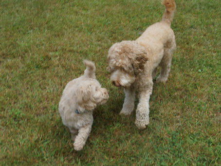 OPEN HOUSE - MEET QUILL & SUNNY