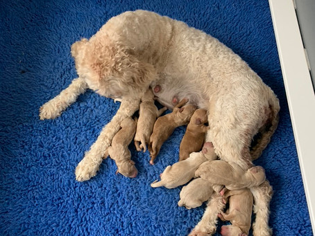 DELLA'S PUPPIES
