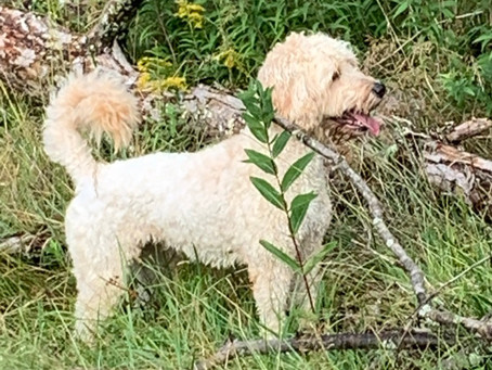 Della in the Greens