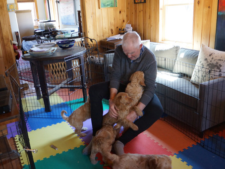 The Puppy Monitor