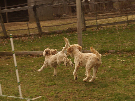 Running towards spring