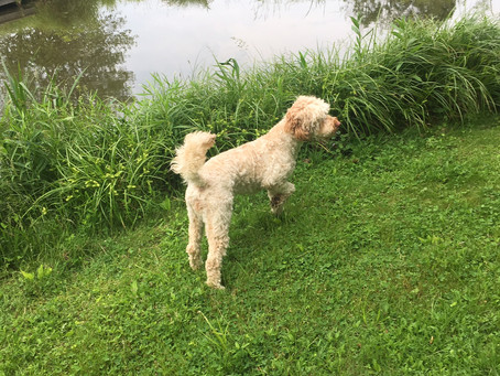 Australian Labradoodle 'On Point'?