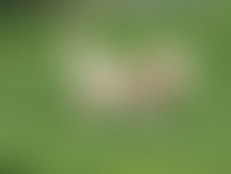 Trixie, The Ball & Dandelions