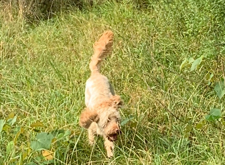 Trixie in the field