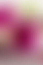 Berry Delight Smoothie