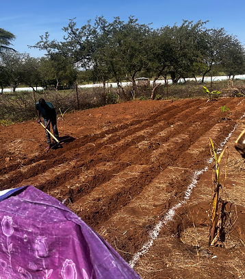 Bean-planting rows.JPEG