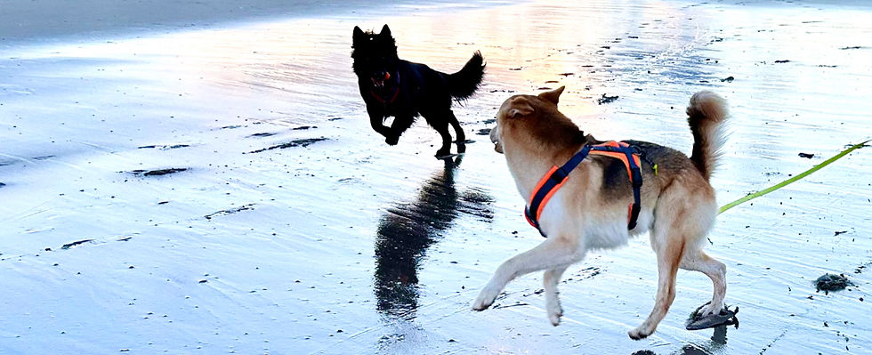 ein schwarzer Schäferhund und ein Huskymix, die spielend am Strand rennen