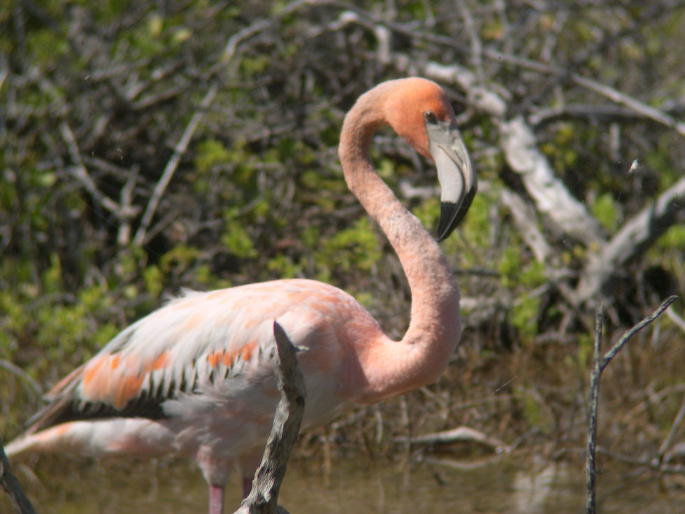 Greater Flamingo_A.McGowan