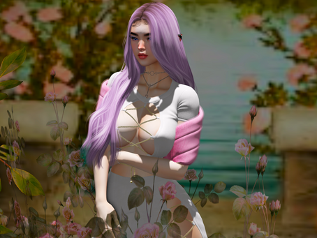 A rose in bloom