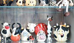 Close-up of the cows