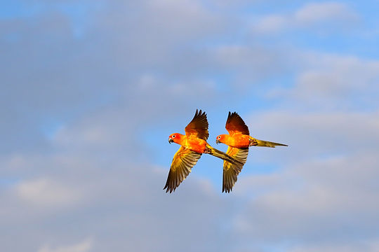 sun-conure-parrots-flying-sky-free-flying-bird.jpg