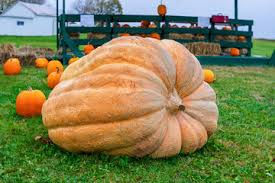 Giant pumpkins- Local seeds