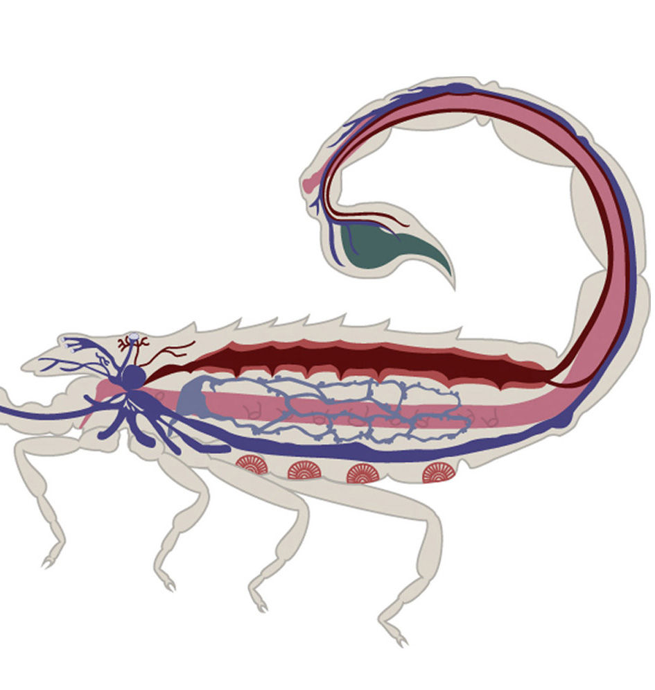 Exposição "Veneno Vital"