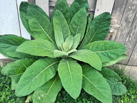 The Power of Nature: Ingredient Highlight, Mullein               (Verbascum Thapsus)