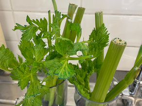 Thirsty Celery