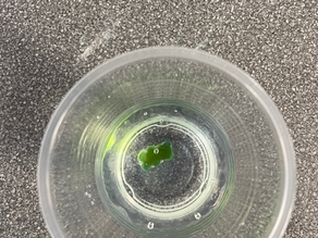 Science Week - Gummy Bear Test