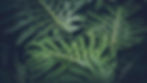 green leafed plant_edited.jpg